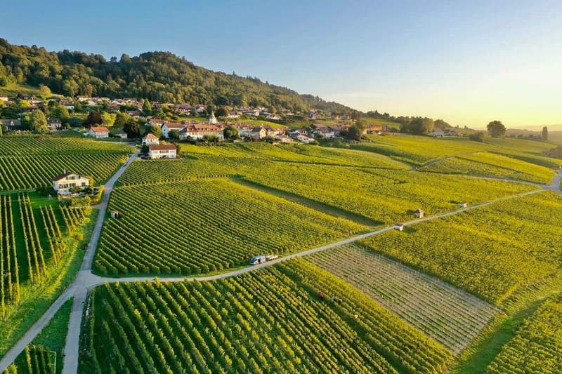 Vignoble
