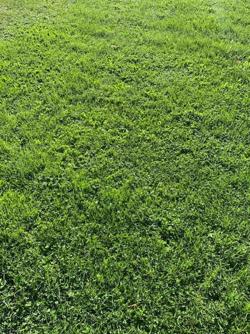 Smooth green grass covering the entire image, no other visible features