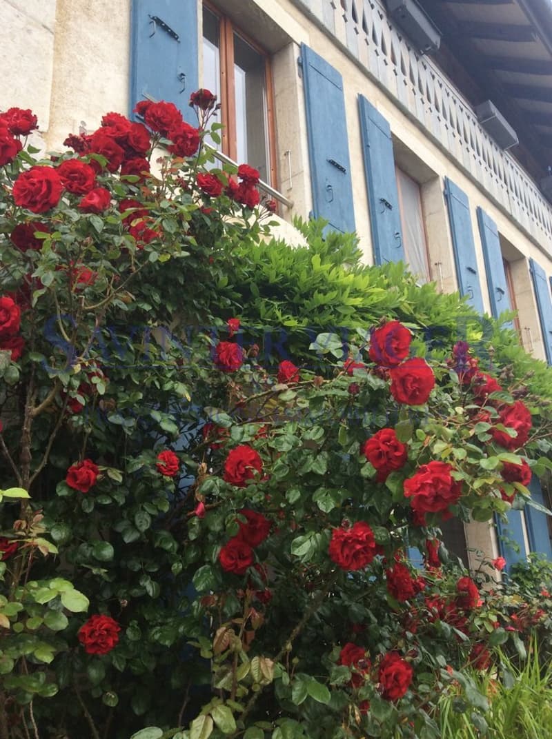 Fontaines-sur-Grandson, Magnifique maison de Village - Vente à terme (6)