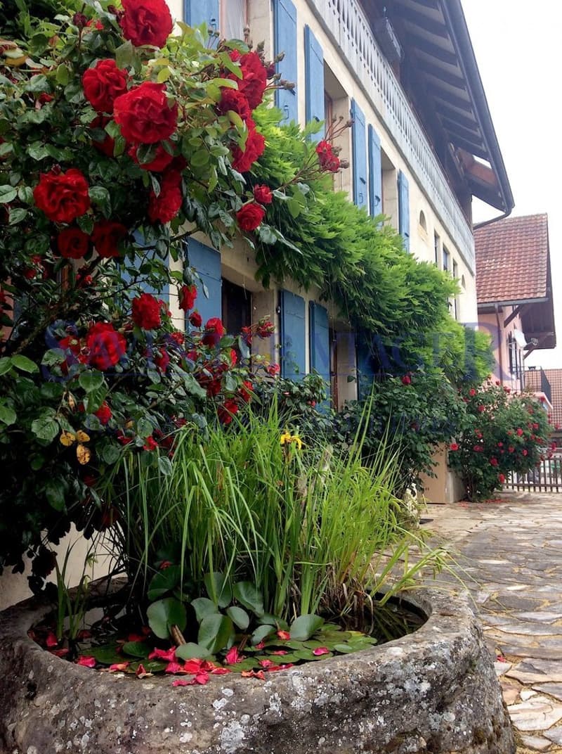 Fontaines-sur-Grandson, Magnifique maison de Village - Vente à terme (2)