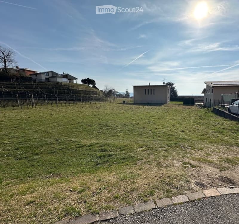 Large grassy area, clear blue sky, two houses in the background, small building in the center, small vineyard
