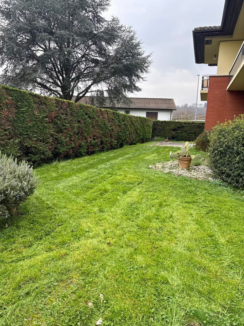 Large lawn, green lawn, hedges, shrubs, cactus plant in pot, tree, building in background