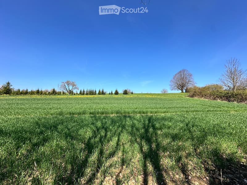 large green field, blue sky, trees, bushes, shadows