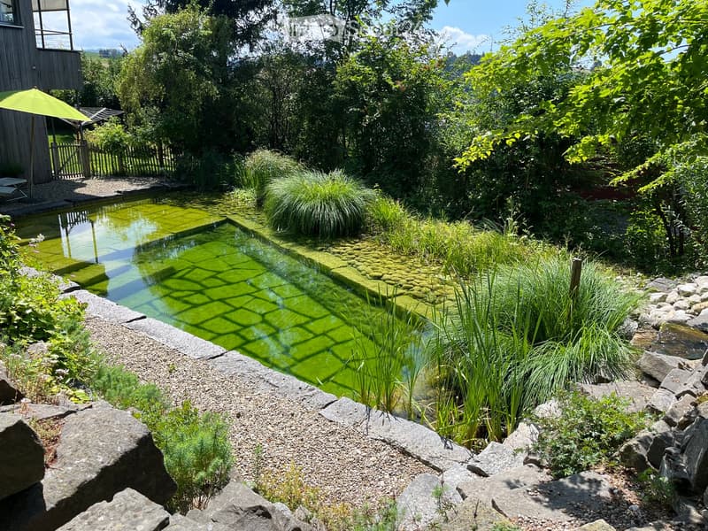 A small, rectangular pond with green water, surrounded by rocks and greenery. The pond is bordered by a stone edge and has a small patch of moss on the rocks. The area is surrounded by lush trees and plants, with a wooden house visible in the background.