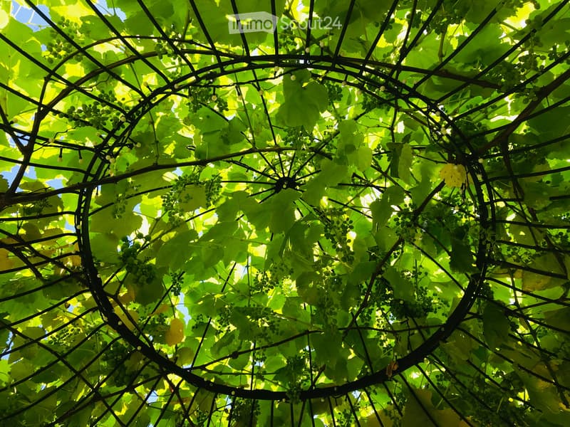 Green canopy of leaves and grapevines