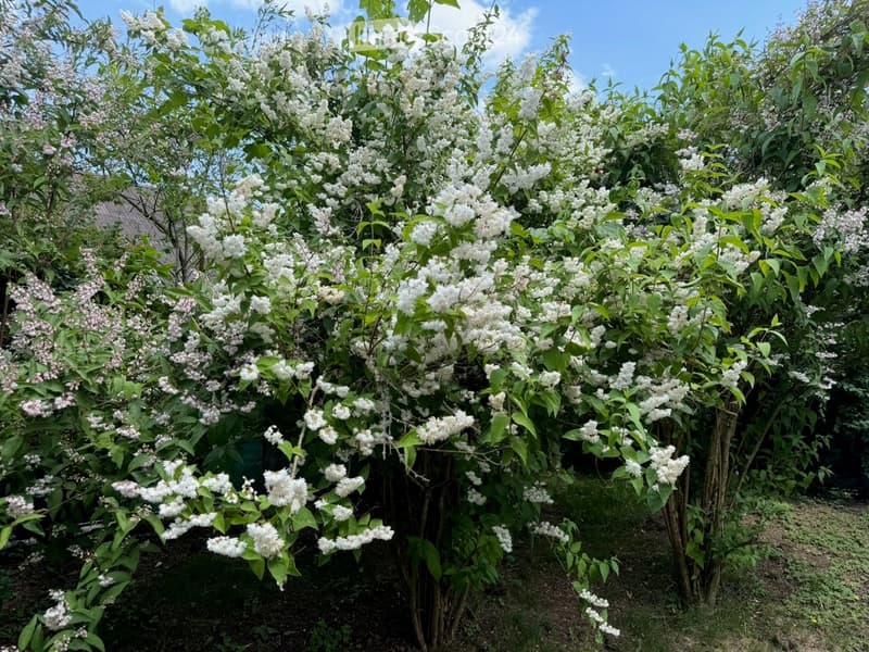A lush garden area with blooming white and pink flowers, surrounded by green foliage and trees under a clear blue sky.