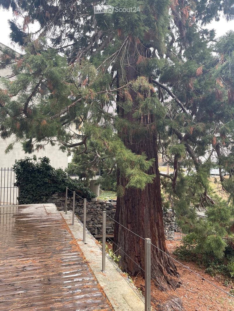 A large tree with dense foliage is surrounded by smaller trees and shrubs. A wooden walkway leads up to a stone wall with metal railings.