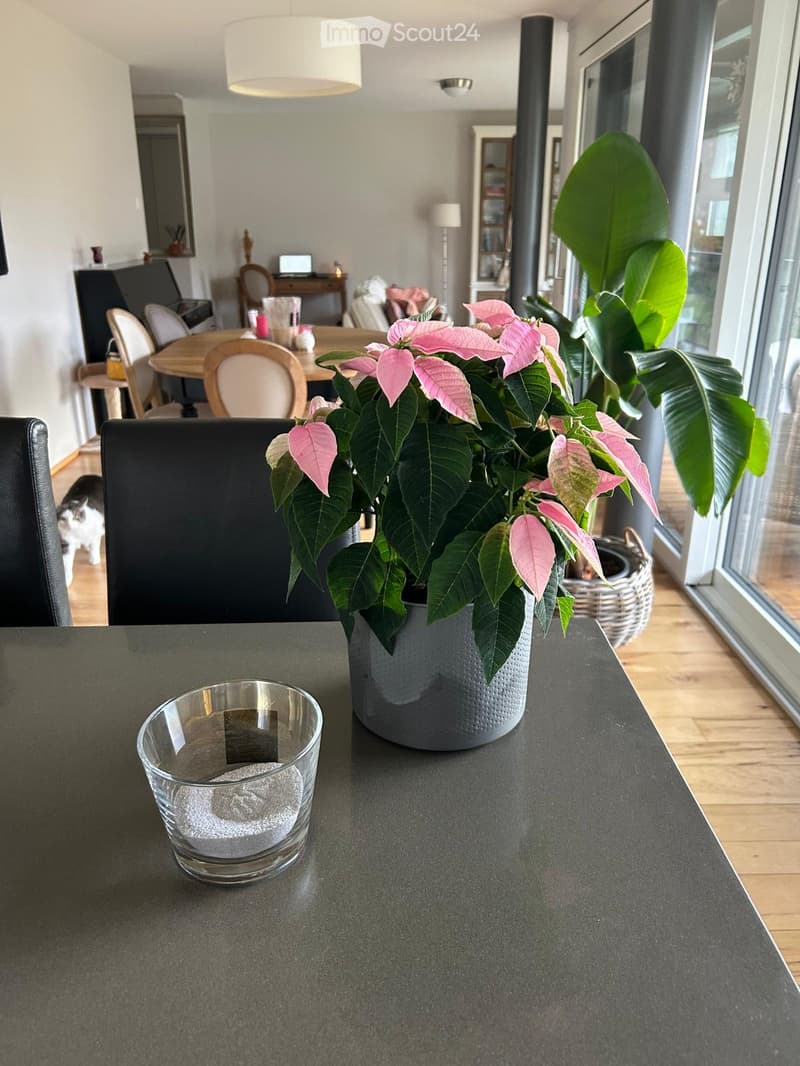 A modern living room with a grey table, a large potted plant with pink flowers, a clear glass cup, and a cat in the background. The room features wooden flooring and large windows with blinds.