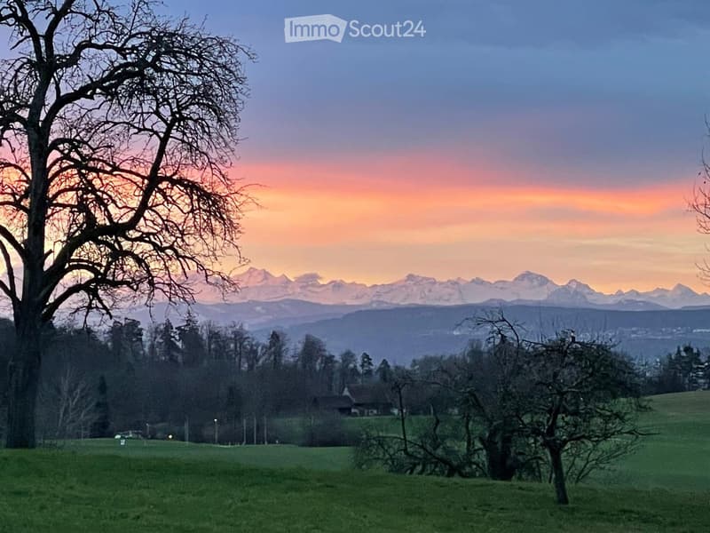green grass, trees, mountains, sunset