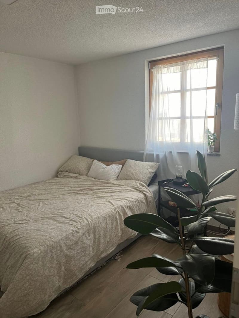 Cozy bedroom with a large bed, nightstand, lamp, and a leafy plant near the window.
