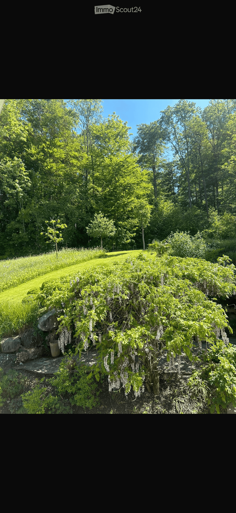 A lush garden with a well-maintained lawn, dense green trees, and a prominent wisteria plant with hanging blooms. The area is bordered by a stone wall and includes a small wooden bench and a terracotta pot.