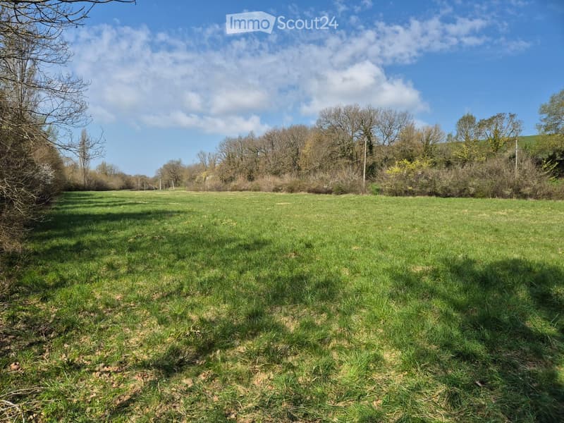 Open grassy field with scattered trees and bushes under a clear blue sky.