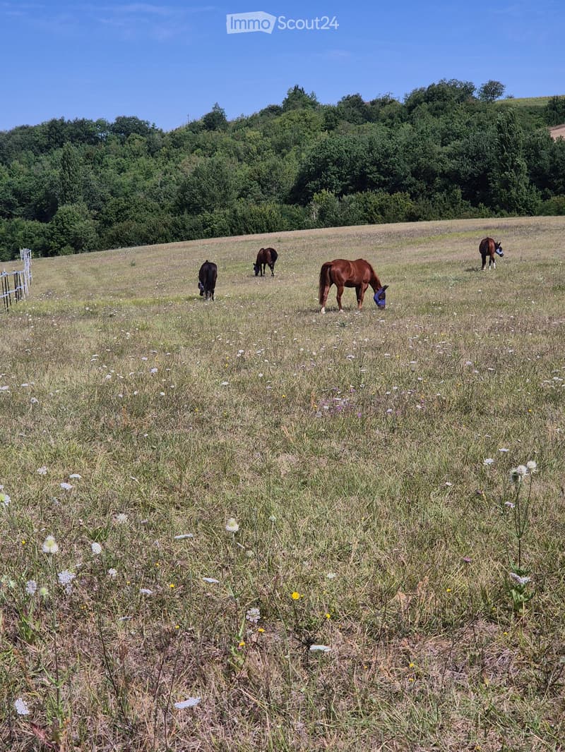 A grassy field with wildflowers and four horses grazing. The field is bordered by a wooden fence and trees in the background.