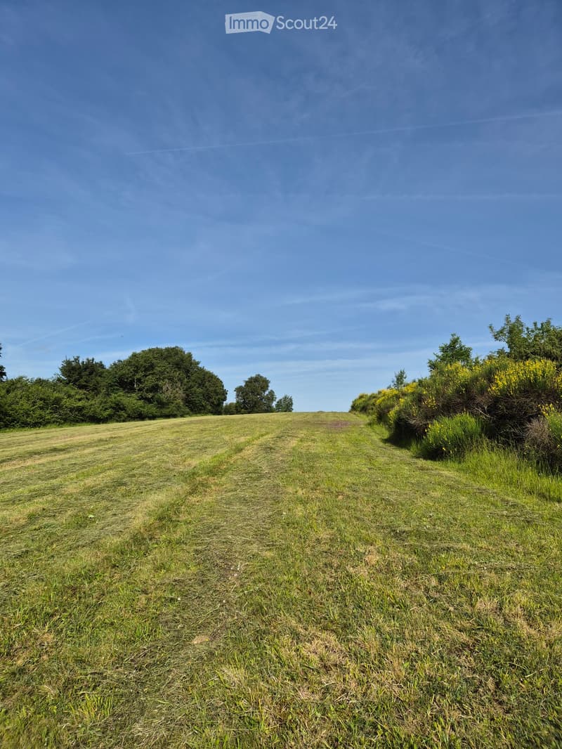 Open grassy field with patches of bare soil, surrounded by trees and shrubs under a clear blue sky.