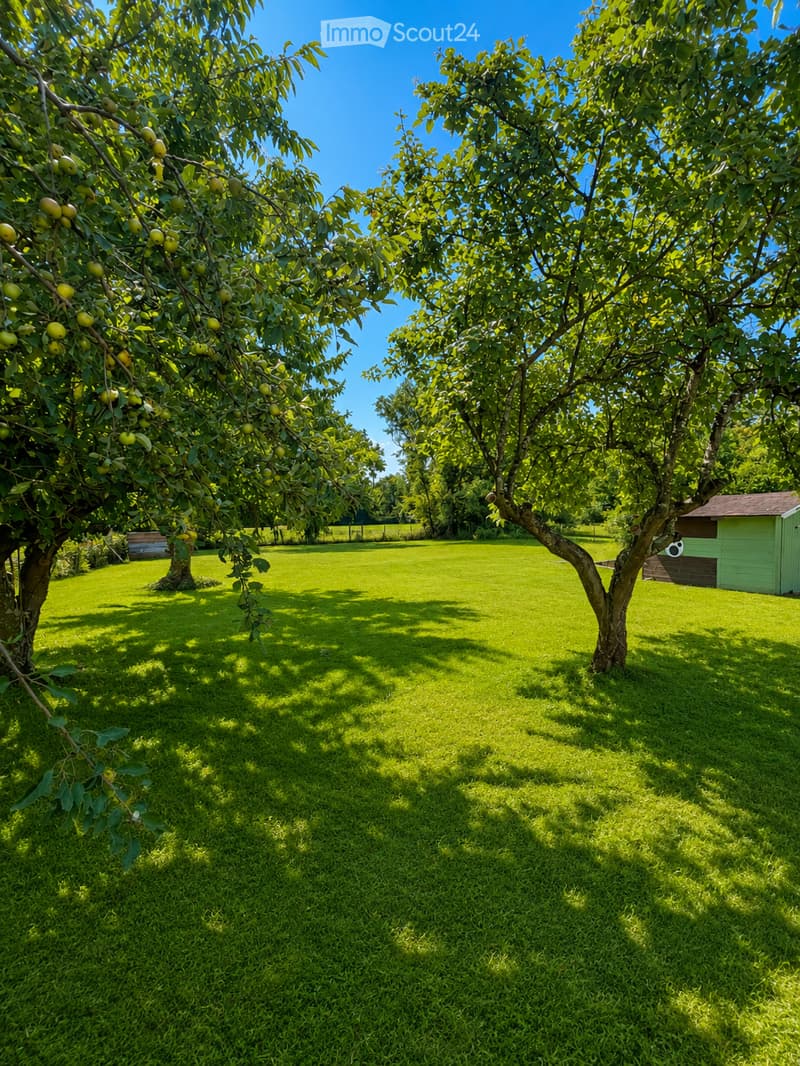 Lush green lawn with several fruit trees bearing green fruit, a small shed, and a clear blue sky.