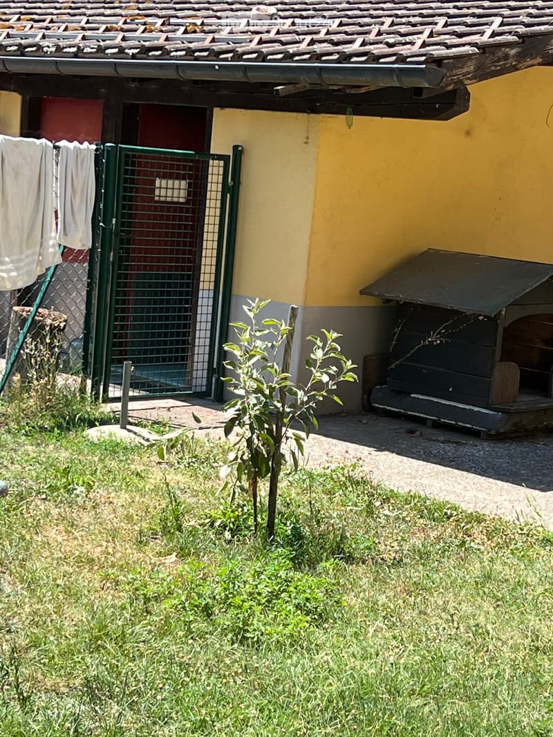 A small garden area with a young tree, a fenced gate, and a small shed attached to a yellow building with a tiled roof.