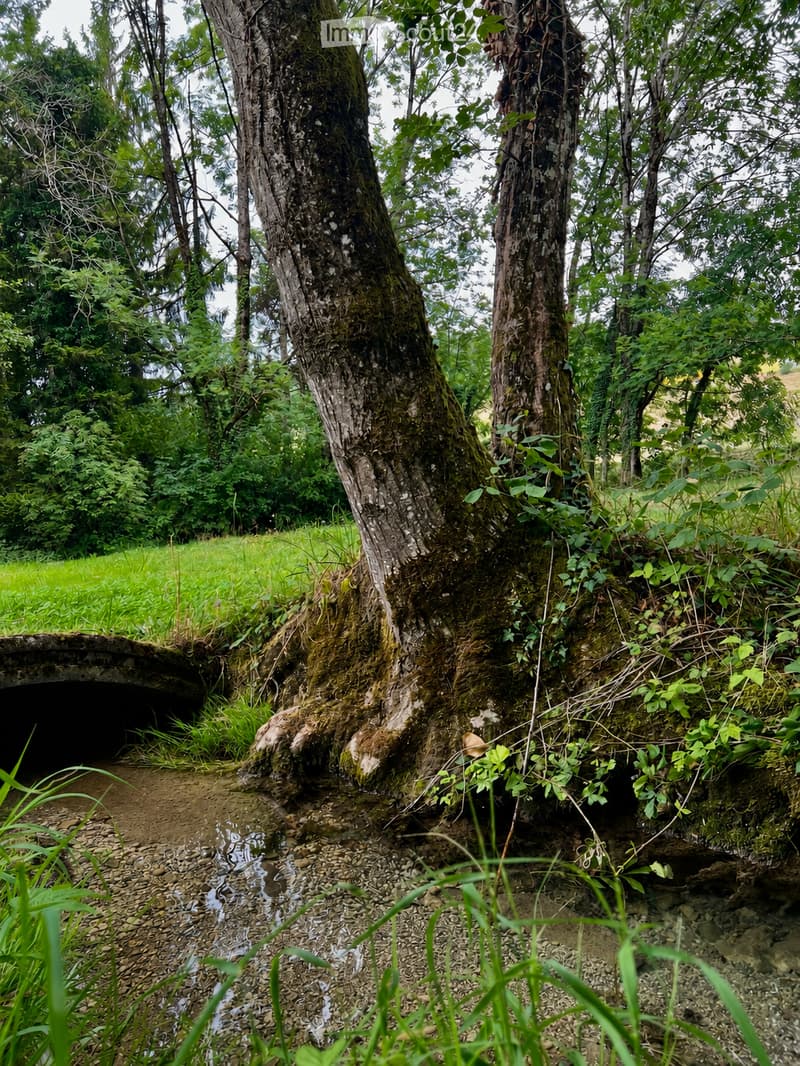 A serene outdoor area with a moss-covered tree trunk, a small stream running through a rocky bed, and lush greenery surrounding the scene.