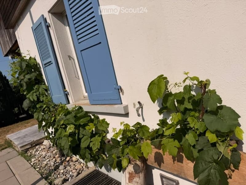 Exterior view of a house with white walls, blue shutters, and a small garden area with green plants in pots near the entrance.