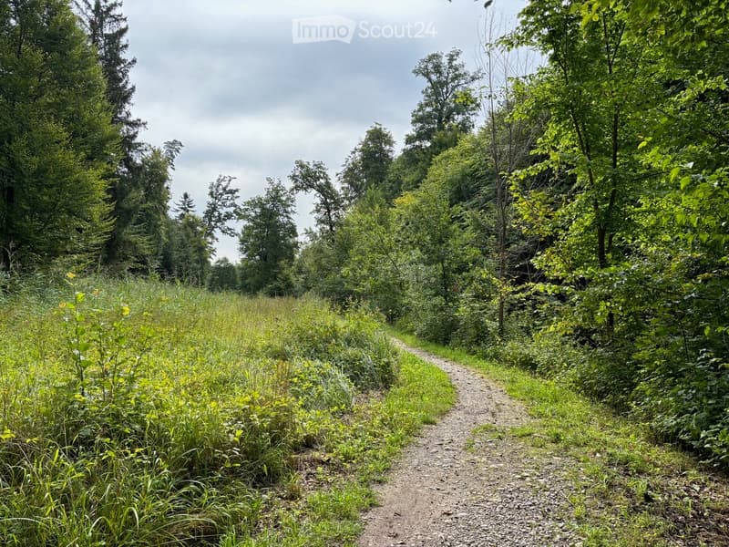 A gravel path winds through a lush, green forest area with tall trees and wildflowers on either side.