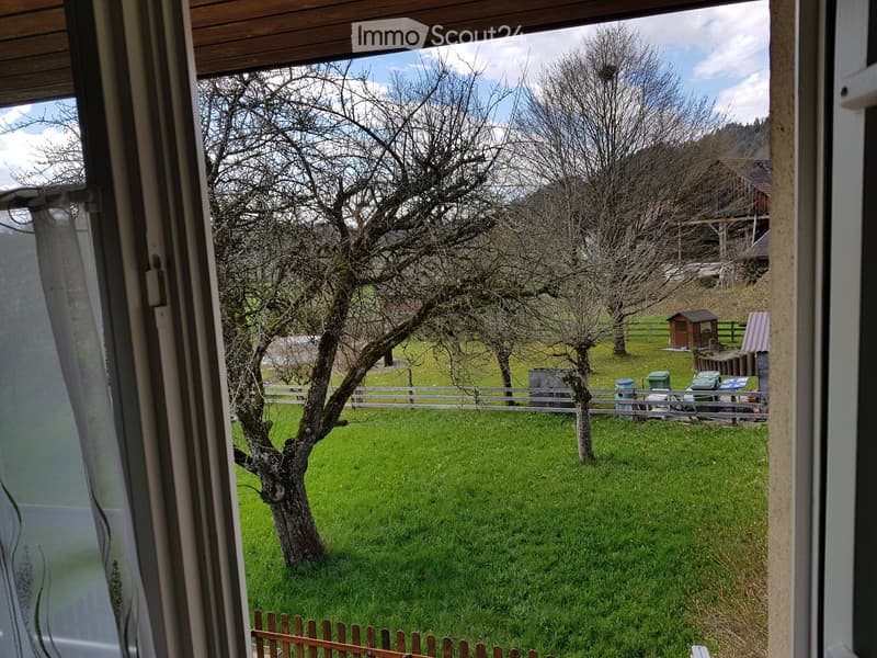 View from a window showing a grassy yard with a tree, wooden fence, and small shed in the background.