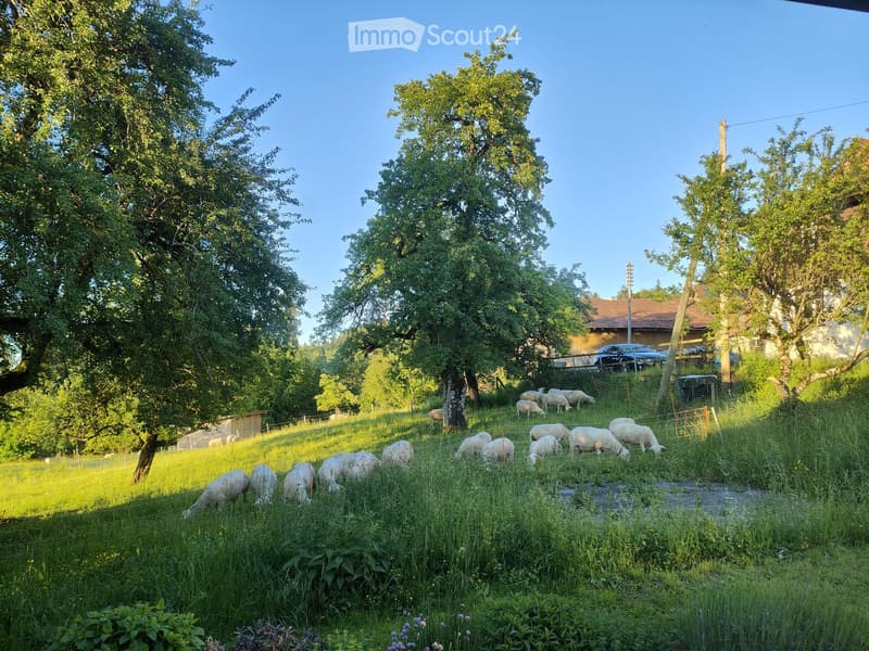 A lush green field with a flock of sheep grazing, surrounded by tall trees and a wooden fence, with a house and parked car visible in the background.