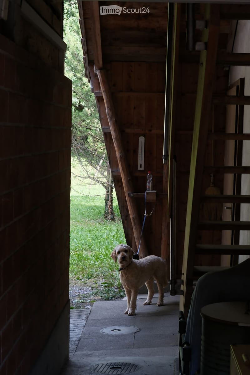 A dog stands on a concrete porch with wooden walls and a staircase leading up, surrounded by greenery and a grassy area.