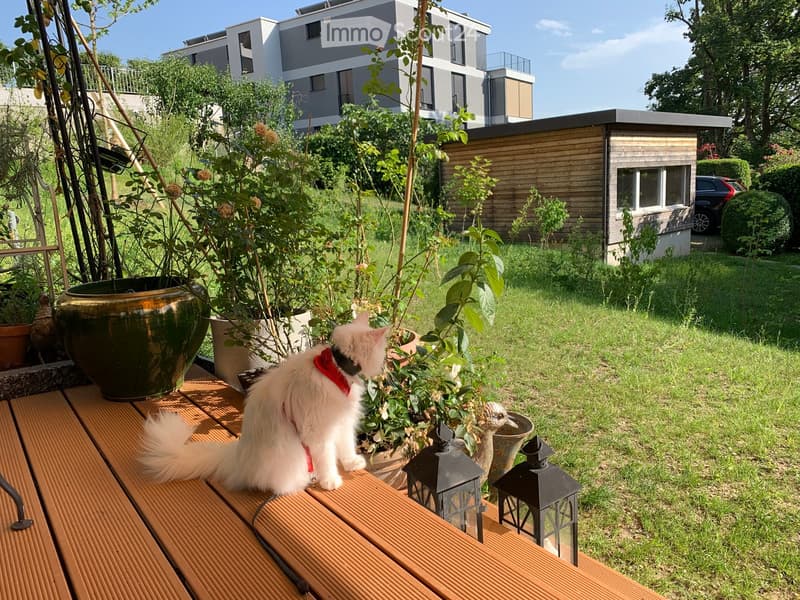 Garden area with a wooden bench, potted plants, lanterns, and a white cat wearing a red collar. Background includes a modern building and a small wooden shed.