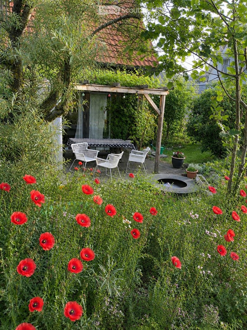 A lush garden with red poppies, a wooden pergola, white chairs, and a table, surrounded by greenery and trees.