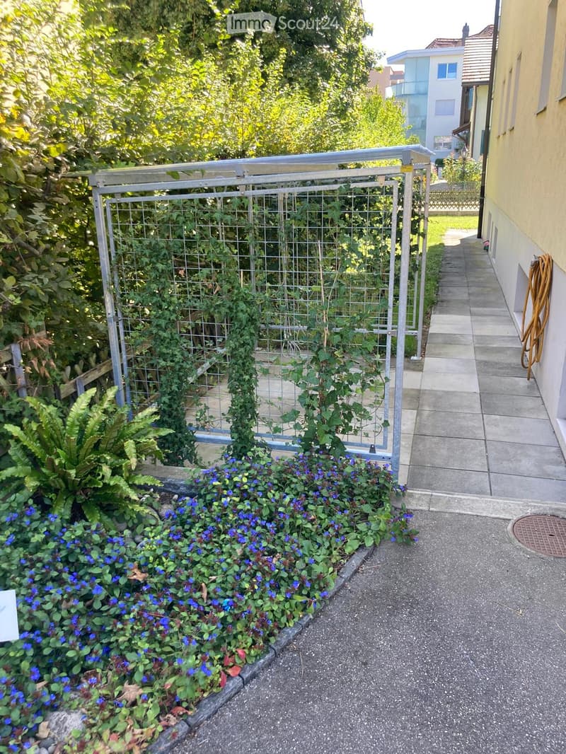 Garden area with a metal gate, climbing plants, blue flowers, and a concrete pathway next to a yellow building.