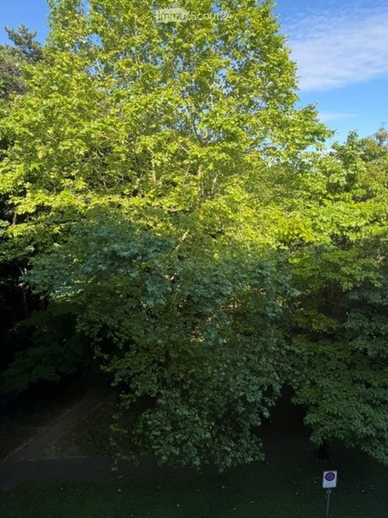 A lush garden area with tall, green trees and dense foliage, providing a serene and natural setting.