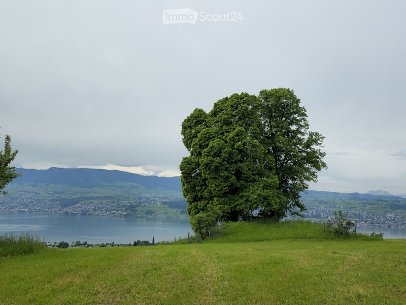 A grassy hill with a large tree, overlooking a lake and distant cityscape with mountains in the background.