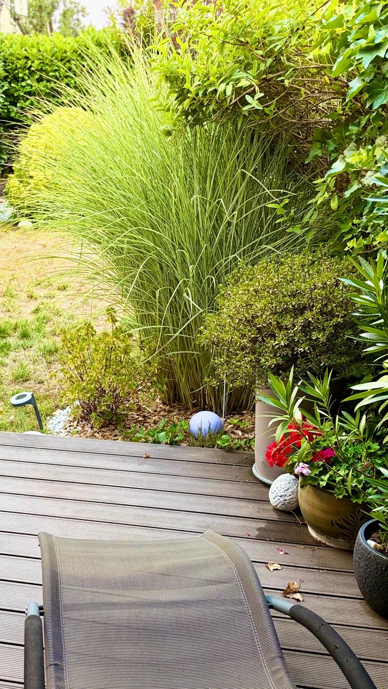 Wooden deck with outdoor chair, surrounded by various plants and flowers in pots, including tall grasses, shrubs, and colorful blooms.
