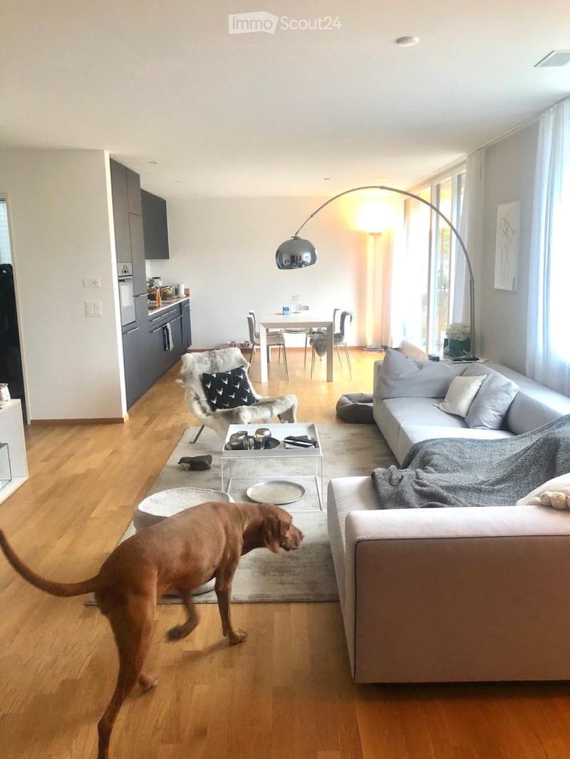 Modern living room with a grey sofa, coffee table, dining area, and kitchen in the background. A dog is present in the foreground.