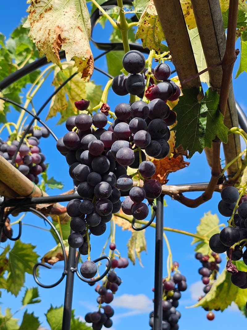 A close-up of dark purple grapes hanging from a vine, with green leaves and a clear blue sky in the background.