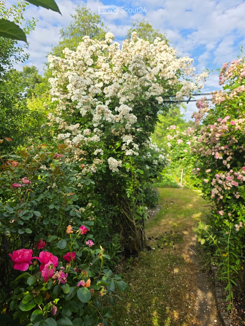 A lush garden with a variety of blooming roses and shrubs, featuring a narrow dirt path leading through the greenery.