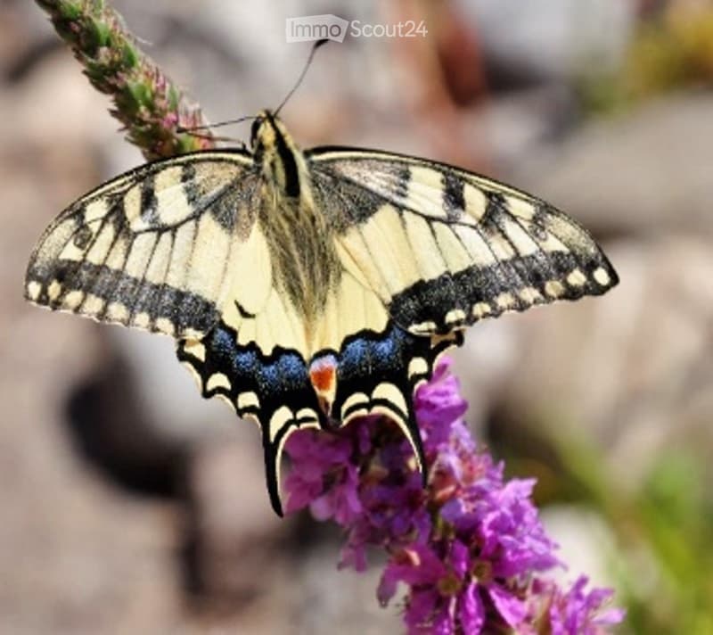 A butterfly with black, yellow, and blue patterned wings is perched on a purple flower, with a blurred natural background.
