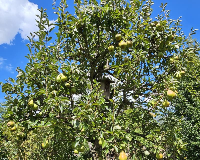 A lush pear tree with numerous green pears, dense foliage, and a clear blue sky in the background.