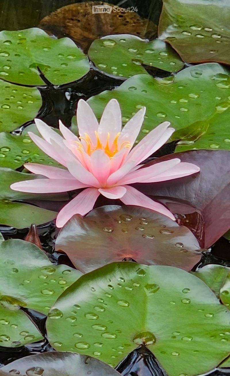 A pink water lily flower with yellow center rests on green lily pads in a pond, surrounded by water droplets.