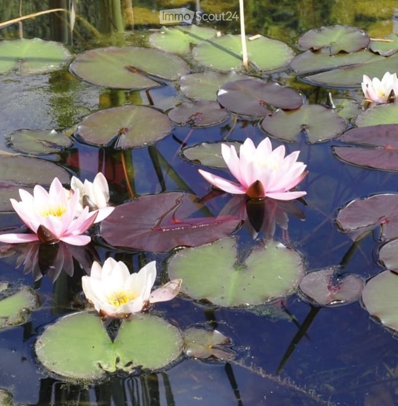 A serene pond with floating lily pads and blooming water lilies, creating a tranquil garden setting.