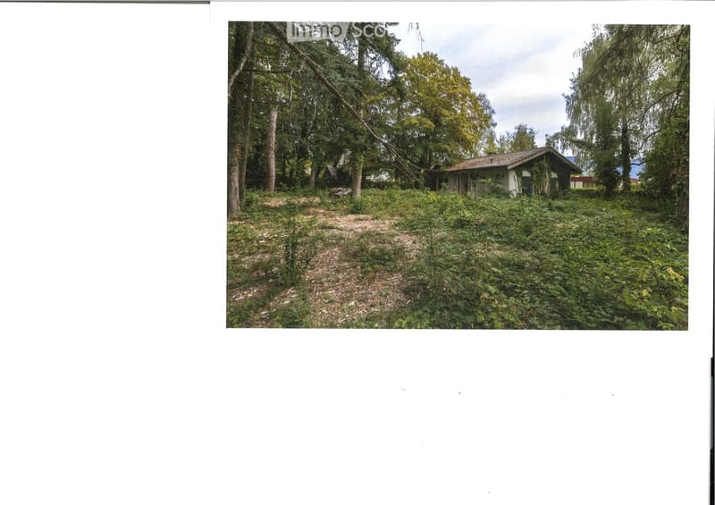Overgrown garden area with dense vegetation, trees, and a small abandoned building partially hidden in the foliage.