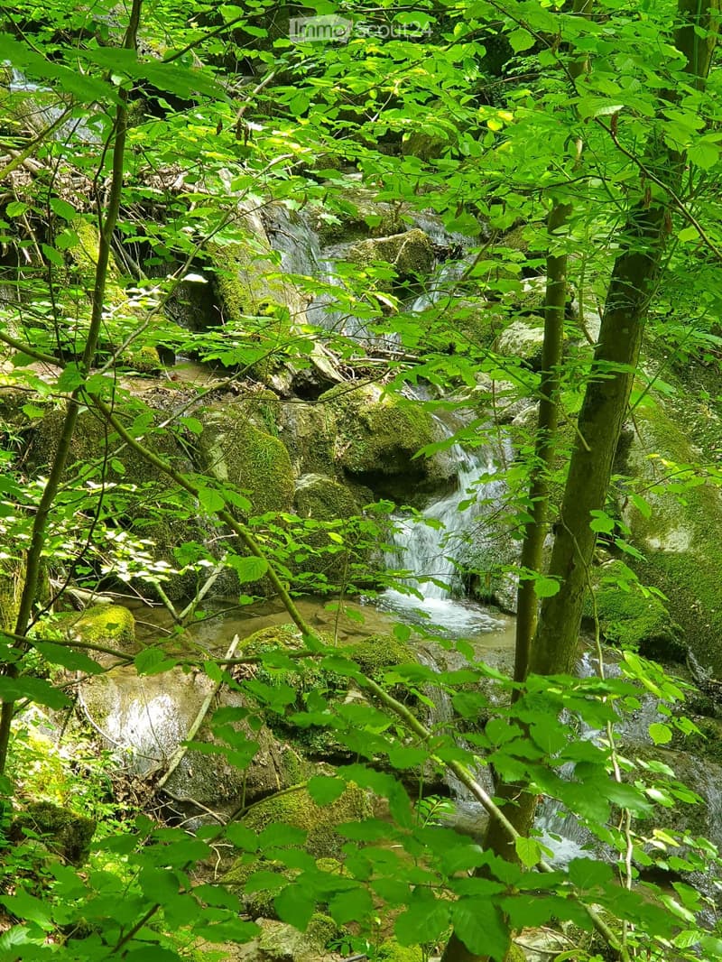 A lush, green forest area with a small waterfall cascading over moss-covered rocks, surrounded by dense foliage and trees.