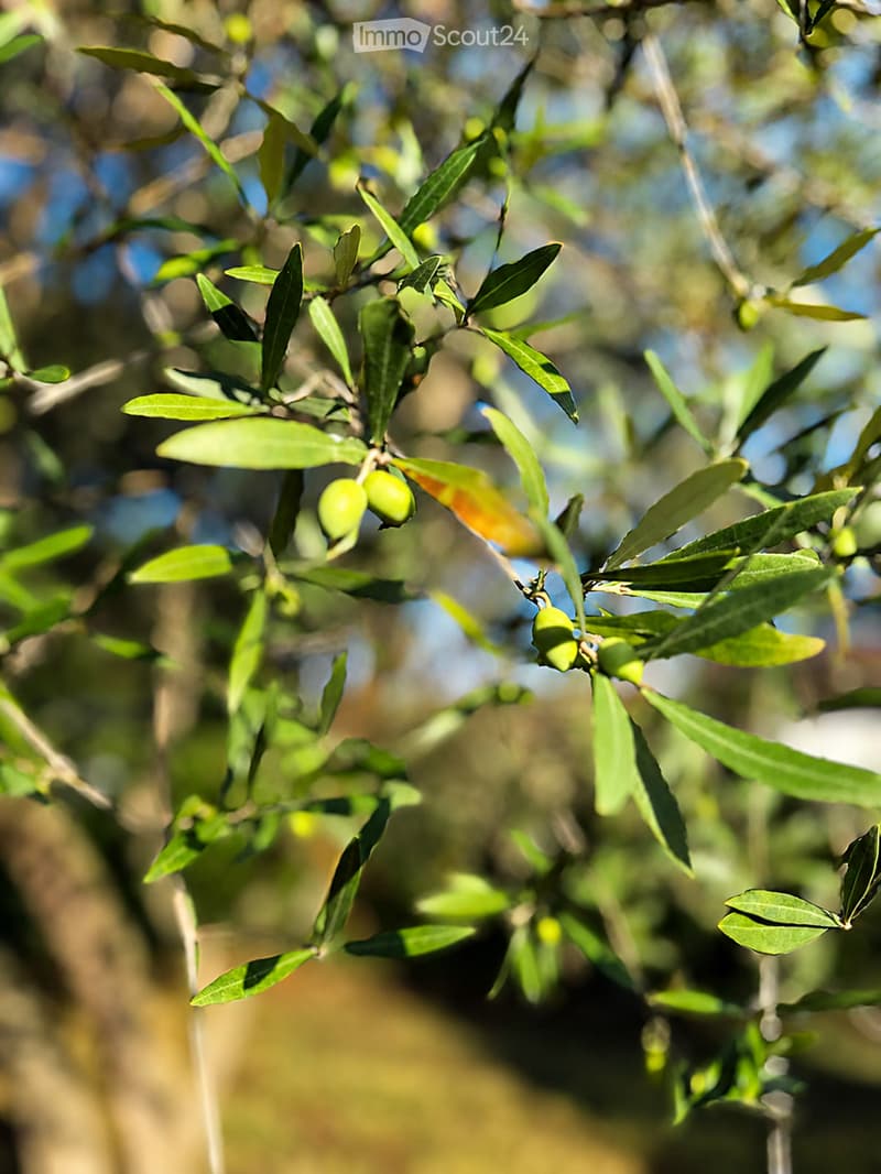 Close-up of an olive tree branch with green olives and leaves, set against a blurred natural background.