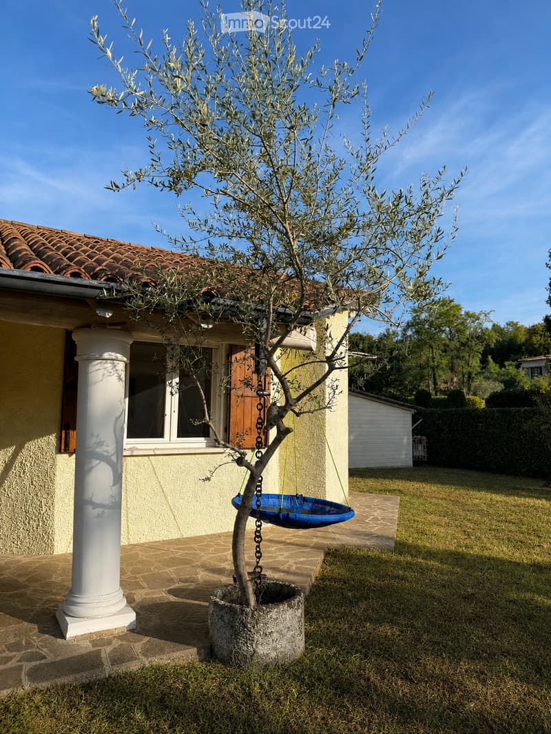 A small olive tree in a stone planter is positioned near a house with a tiled roof and white columns. A blue hanging swing is attached to the tree, and the surrounding area includes a paved patio and a grassy lawn.