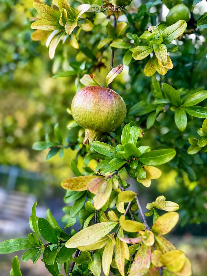 A close-up of a pomegranate tree branch with green leaves and a single pomegranate fruit.