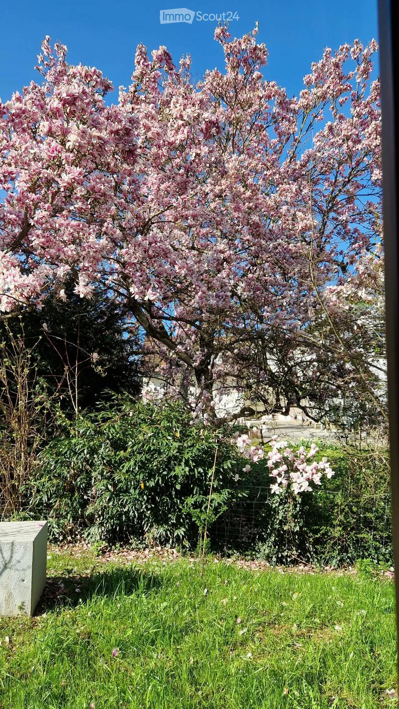 A garden area with a large blooming magnolia tree, green grass, and smaller flowering plants, with a concrete structure visible on the left side.