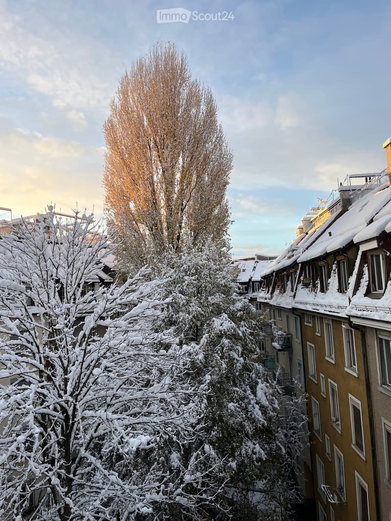 Snow-covered trees and rooftops in a residential area, with a mix of bare and leafy branches, and a clear sky in the background.