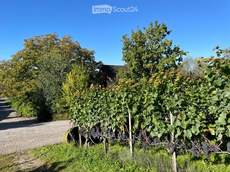 vineyard with grapevines, trees, path, bushes, sunny day