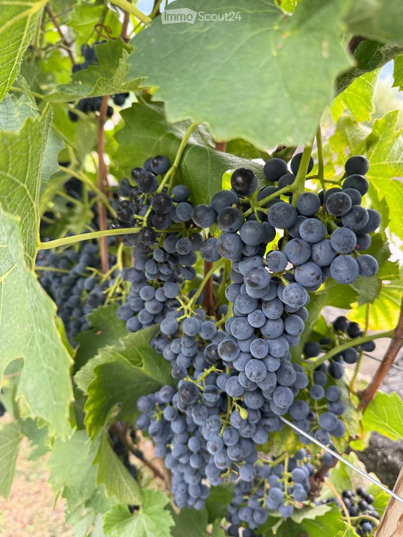 A close-up of dark purple grapes hanging from a vine, surrounded by green leaves, indicating a vineyard setting.