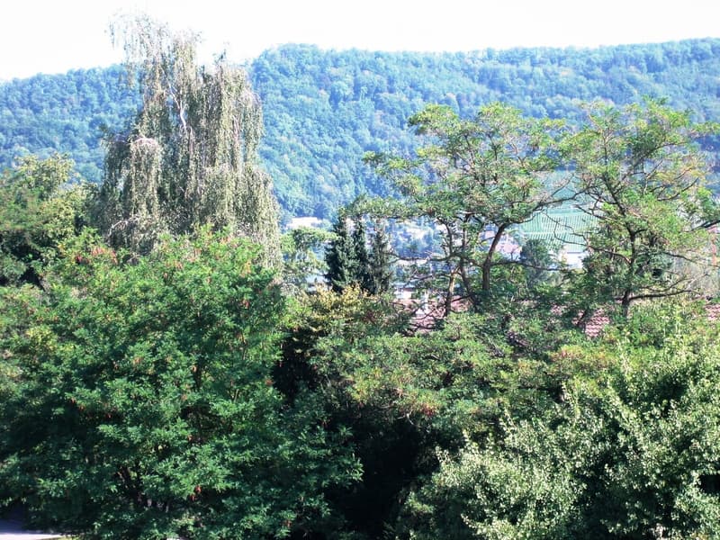 A lush, green landscape with dense trees and a distant view of a town or village nestled among the hills.
