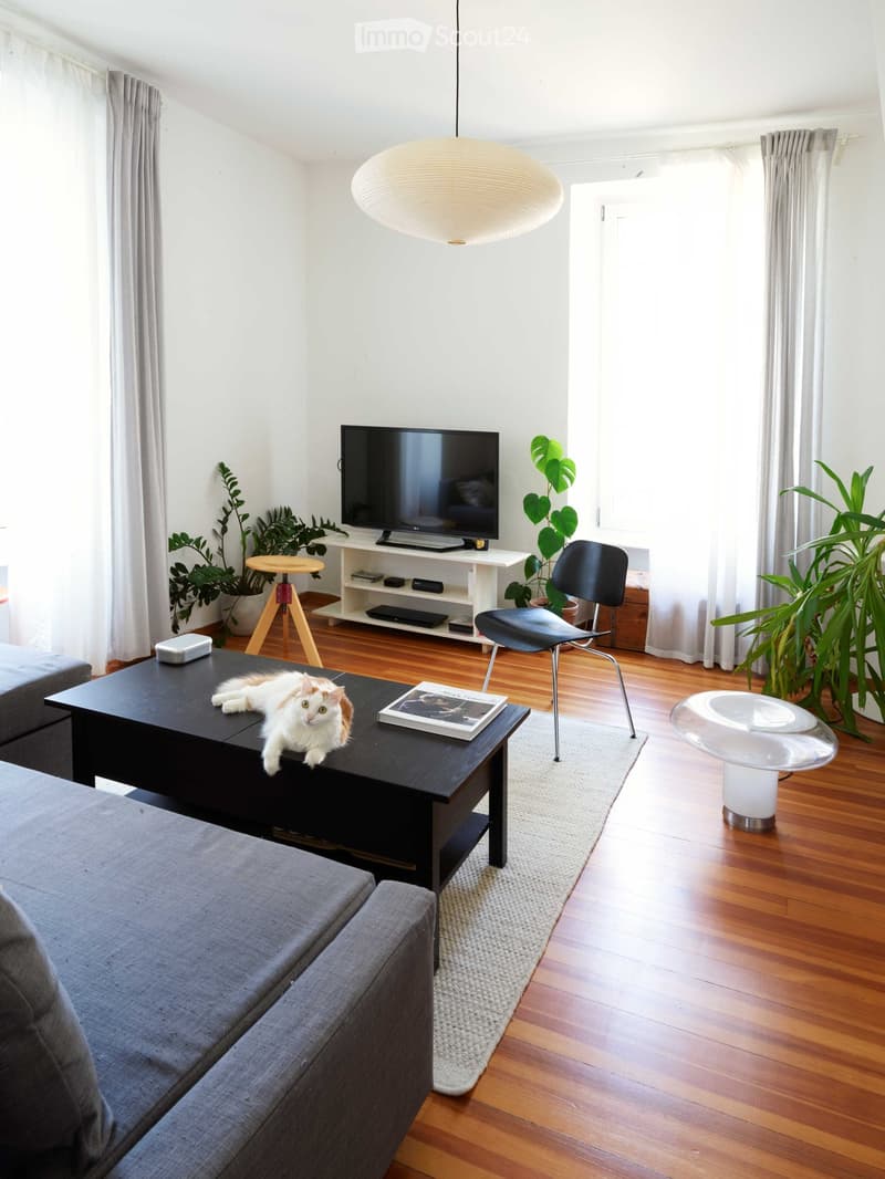 Modern living room with wooden flooring, large windows, grey sofa, black coffee table with a cat, television on a white stand, and several plants.